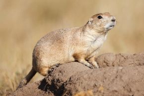 prairie dog