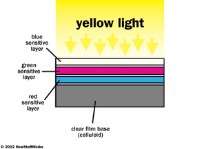 这张图显示了彩色负片在黄光照射下放大后的横截面。在加法系统中，黄色是红色加绿色。因此，在薄膜上，红敏层和绿敏层分别形成青色和品红染料。＂border=