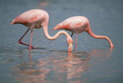 flamingos filter feeding