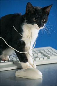 Cat with mouse