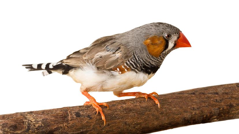 Pet shop store finches