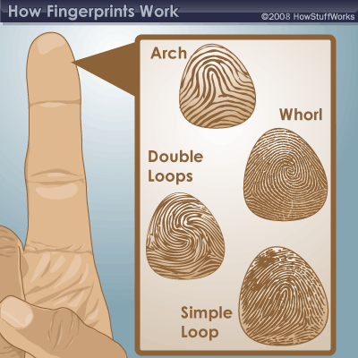 Do a Person s Fingerprints Change After Death? HowStuffWorks