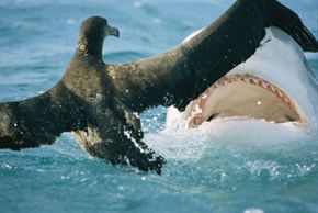 Fish and other animals can attract sharks through movement on the surface of the water. Here, an albatross is attacked by a reef shark. See more pictures of sharks.