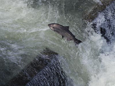 Wildlife jumping in natural water.