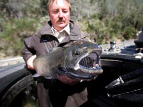 Men fishing outdoors, catching fish.