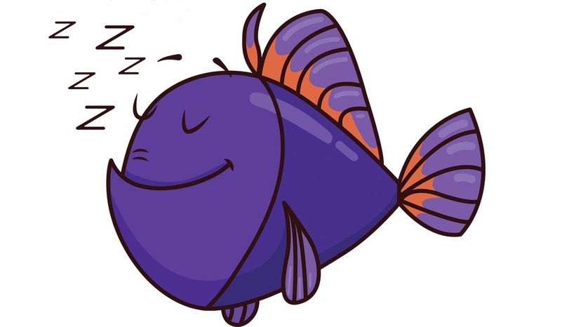 sleeping fish