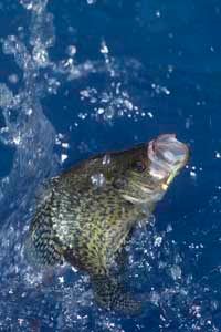 Panfish, like this black crappie, are the most frequently caught type of fish in North America.