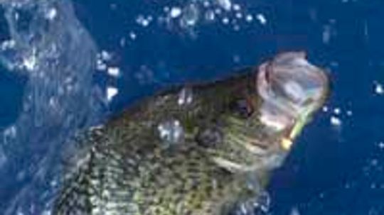 How can panfish populations benefit from anglers?