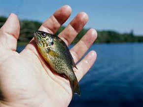 Overpopulated habitats can lead to panfish stunting that inhibits their growth.
