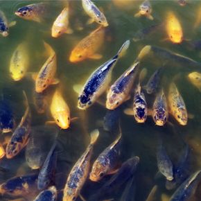 How Fish Stocking Works