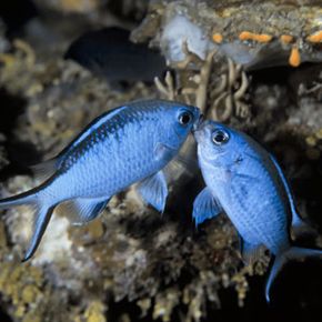 fish fighting over food