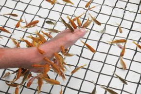 Fish pedicures date back hundreds of years.