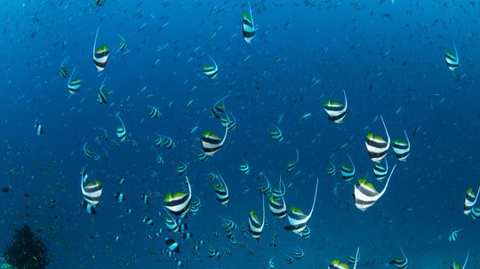 Do Fish Get Thirsty?