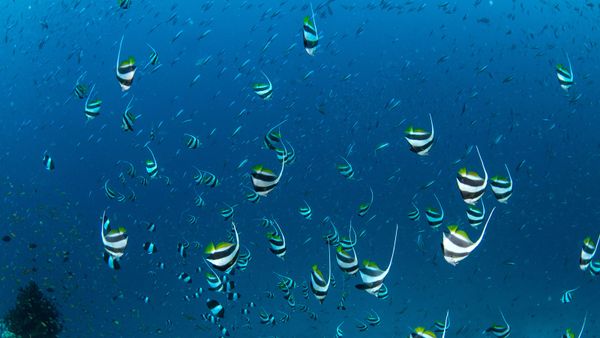 bannerfish underwater in Maldives 