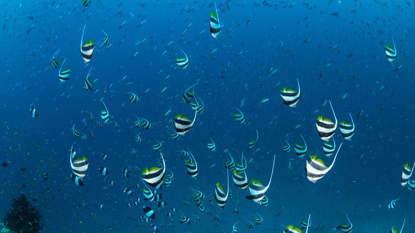 bannerfish underwater in Maldives 