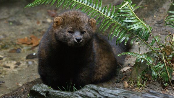 Fisher cat	