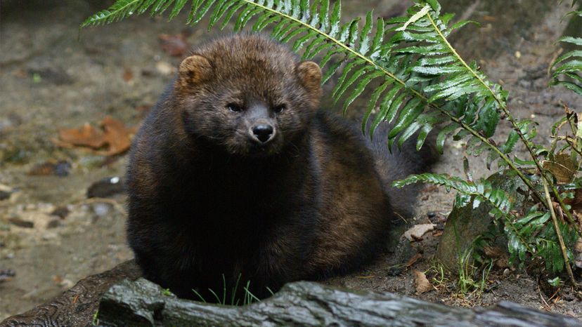 Fisher cat