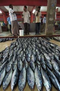 Fish market in the Maldives