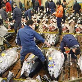 Japanese Fish Market