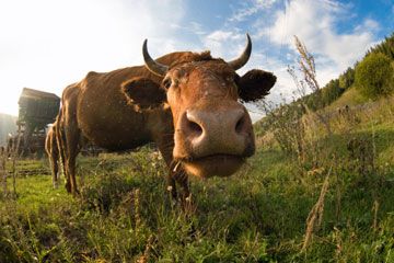 A bull investigates a fisheye lens.