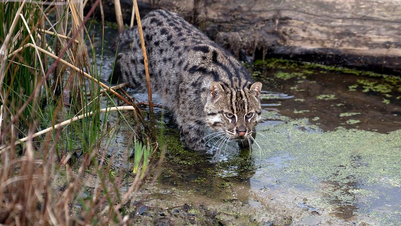 fishing cat