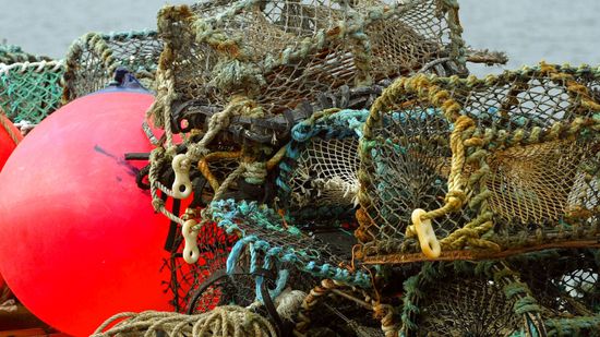 龙虾vs.露脊鲸:追求渔业的可持续发展＂class=