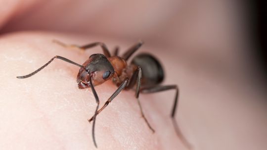Treating Fire Ant Bites