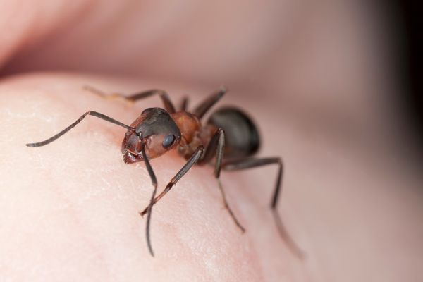 fire ant biting skin