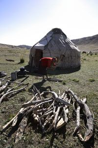 Woman collects firewood.