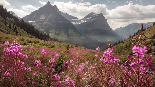 Fireweed: The Pink Pioneer