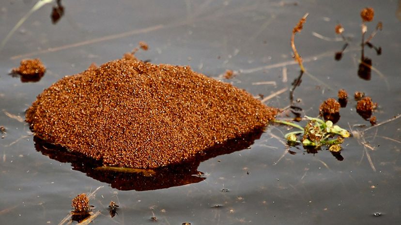 Entire colonies of fire ants can survive flood conditions by forming a living raft. Doris Ratchford/Flickr/CC BY 2.0