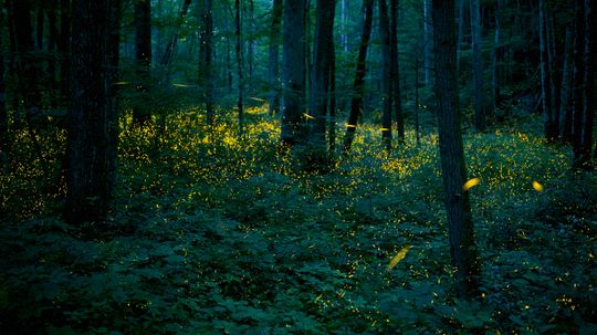 Synchronous Fireflies Will Perform Spring Smoky Mountain Light Show