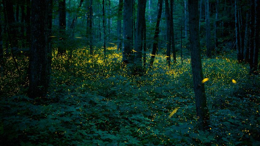 Photinus carolinus, pictured here at Great Smoky Mountains National Park, is the only firefly species in North America that has its choreography together. Floris Van Breugel/Nature Picture Library/Getty Images