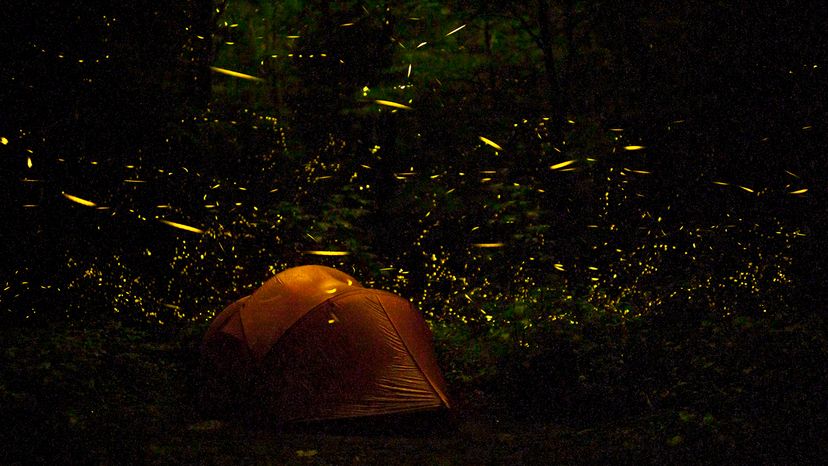 Fireflies surround the lucky residents of a tent pitched in the Great Smokies in June 2013.