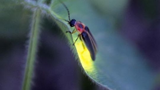 How do fireflies light up?