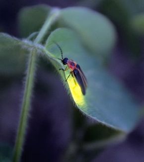 黄豆植物上的萤火虫(Photinus pyralis)。＂width=