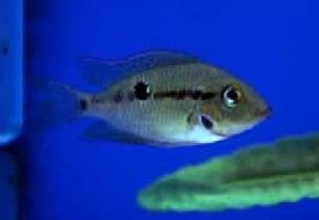Firemouth Cichlid -- cichlasoma meeki See more aquarium fish pictures.