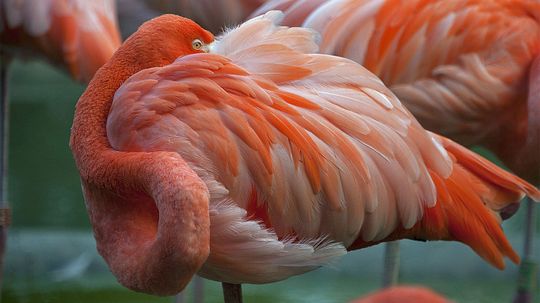 Flamingo Rumps Produce 'Rouge' to Primp Pink Plumage