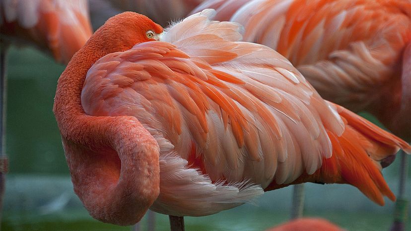 A close up of a pink bird with white feathers. Feather pink