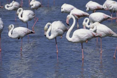 A flock of flamingos relax by standing on one leg.