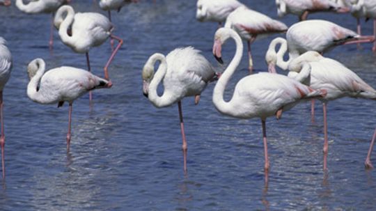 Why do flamingos stand on one leg?