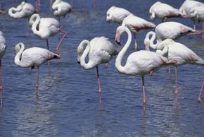 A flock of flamingos relax by standing on one leg. See more pictures of birds.
