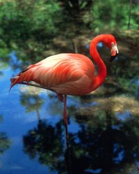 A pink flamingo shows its colors as it stands firmly on one leg.