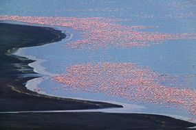 A flock of pink flamingos stand out against the blue waters of Lake Nakuru in Kenya.
