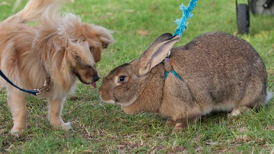 Flemish Giant Rabbits Are Docile Snuggle Bunnies