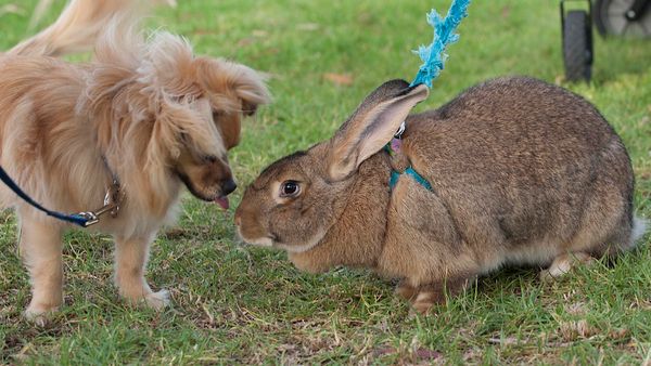 Flemish giant rabbit	