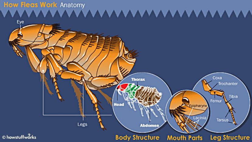 Flea Anatomy Anatomy of the Flea HowStuffWorks