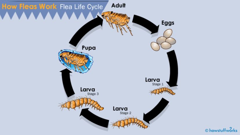 stages of fleas life cycle