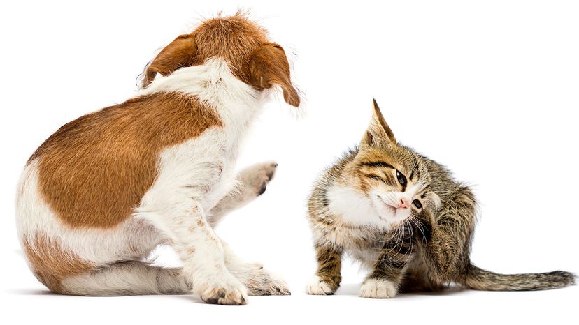 宠物清洁”width=