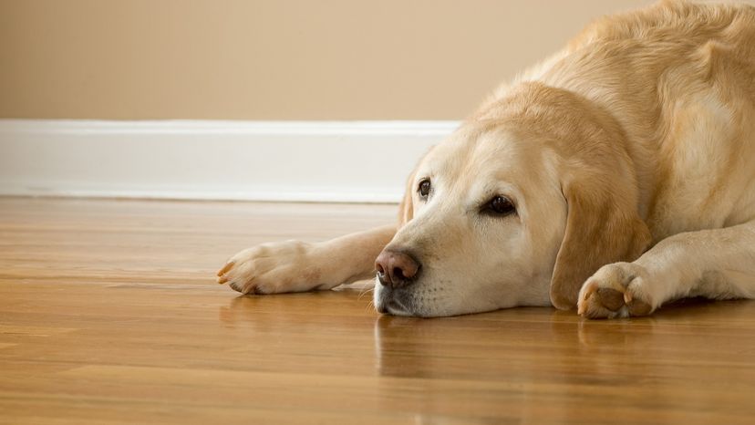 hardwood floor